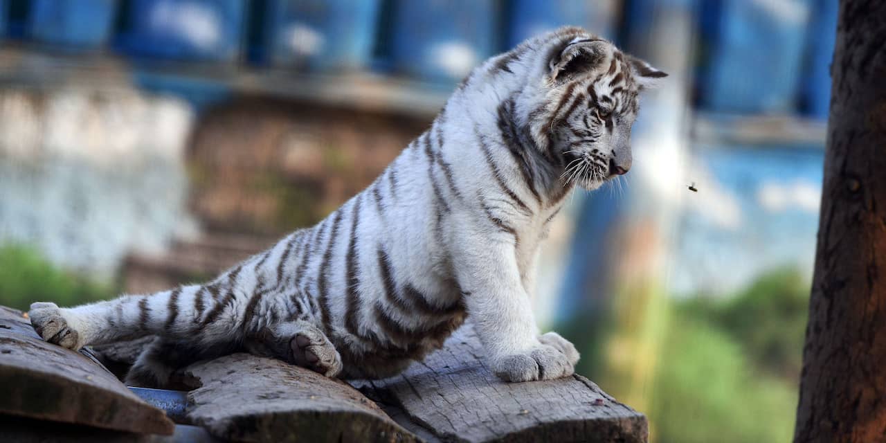 Slang doodt zeldzame tijger in Indiase dierentuin