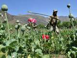 Ten opzichte van 2013 is er zeker 15.000 hectare land bijgekomen waarop de planten - waaruit opium wordt gewonnen - worden verbouwd. 