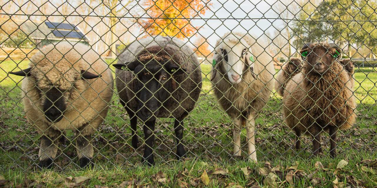 Haagse stadsboerderijen nemen maatregelen vanwege hitte: even niet knuffelen met de dieren