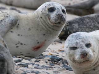 Schotse visser gered van klif na aanval van vijftig zeehonden