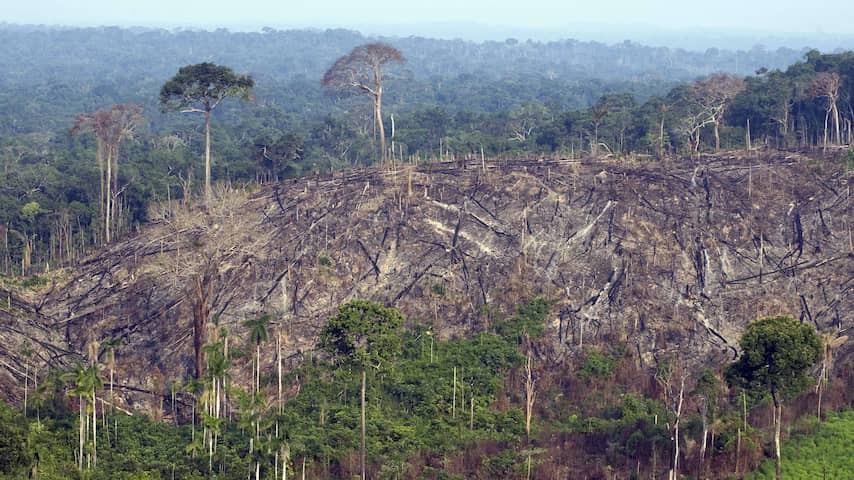 Ontbossing Amazonegebied bereikt hoogste niveau in tien jaar tijd
