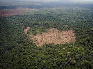 Amazonegebied verliest verrassend veel bomen door overstromingen