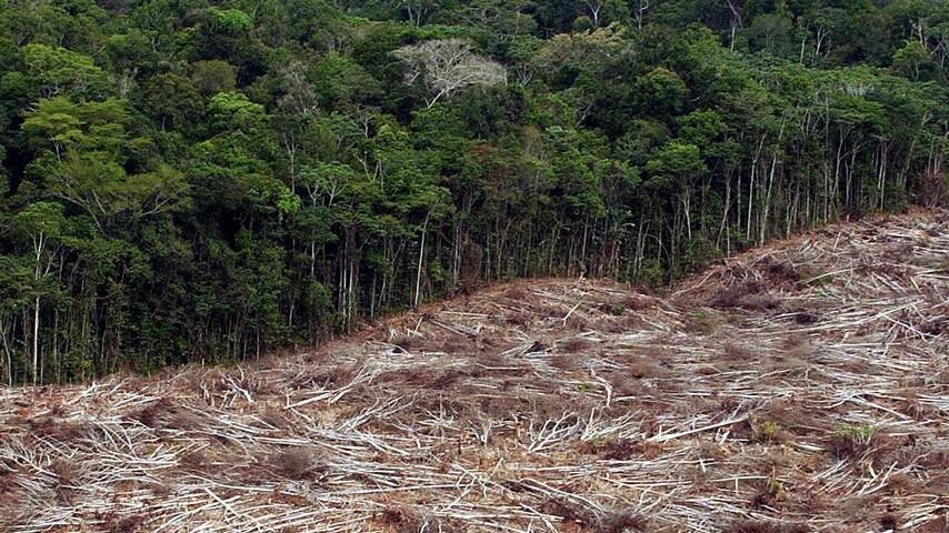 Rechter Brazilië keurt omstreden kapwet Amazone goed 