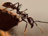 'Mieren houden New Yorkse straten verrassend goed schoon' 