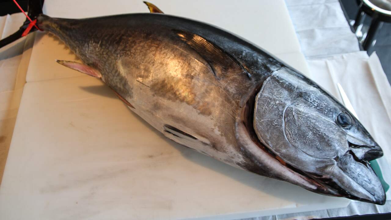 Most Michelin Restaurants Have Endangered Fish On Menu Teller Most Michelin Restaurants Have