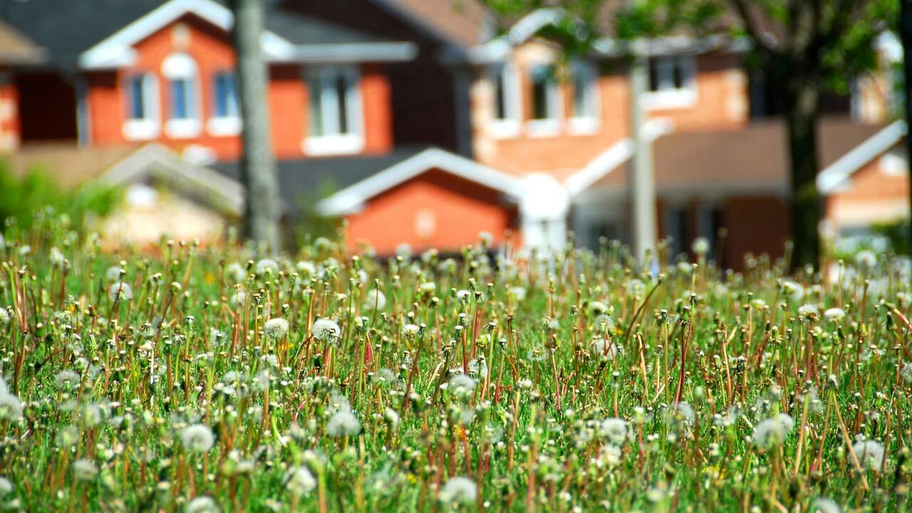 Opmerkelijk Naakte vrede, dikke paling en het gazon van de buren Jaaroverzicht 2014 NU.nl afbeelding afbeelding