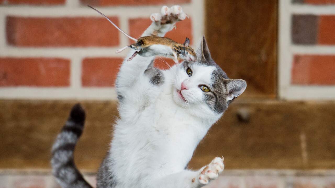 Прыгать разговаривать. Скоке кошка. Кот Прыг картинки. Cat catching a Mouse. VDIRF.