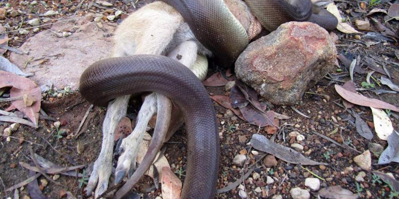 Python verslindt wallaby in Australisch natuurpark