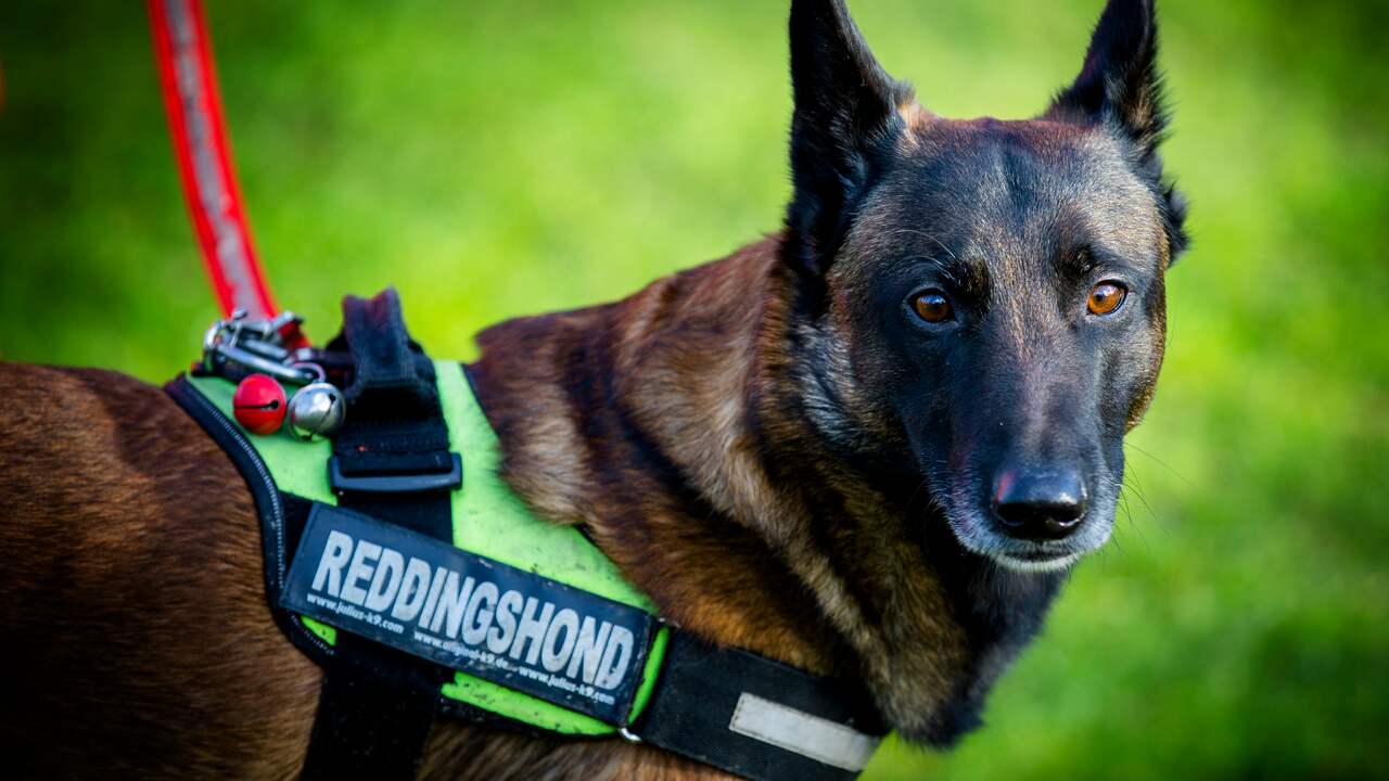 Speurhonden Slaan Aan Bij Zoektocht Naar Vermiste Noorse Toerist | NU ...