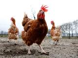 Maandag 9 februari: De kippen van pluimveebedrijf Wisserhof in Rhenen mogen weer naar buiten, nu de ophokplicht van pluimvee vanwege de vogelgriep niet langer nodig is.