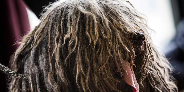 Bergamasco