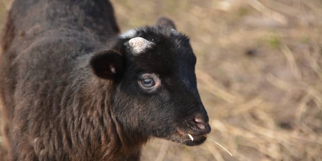 Lammetje in de wei bij Zoetermeer