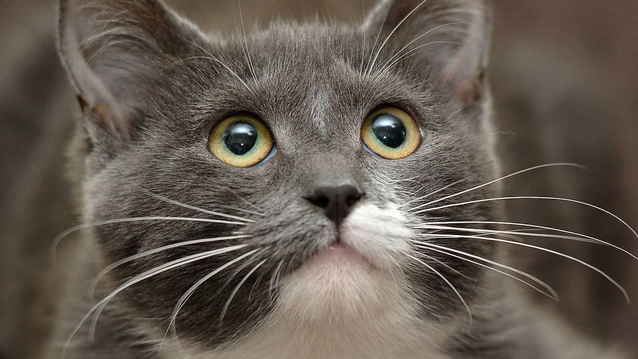 Rimpels zak Bezwaar Oudere katten kunnen flauwvallen door hoog geluid' | NU - Het laatste  nieuws het eerst op NU.nl