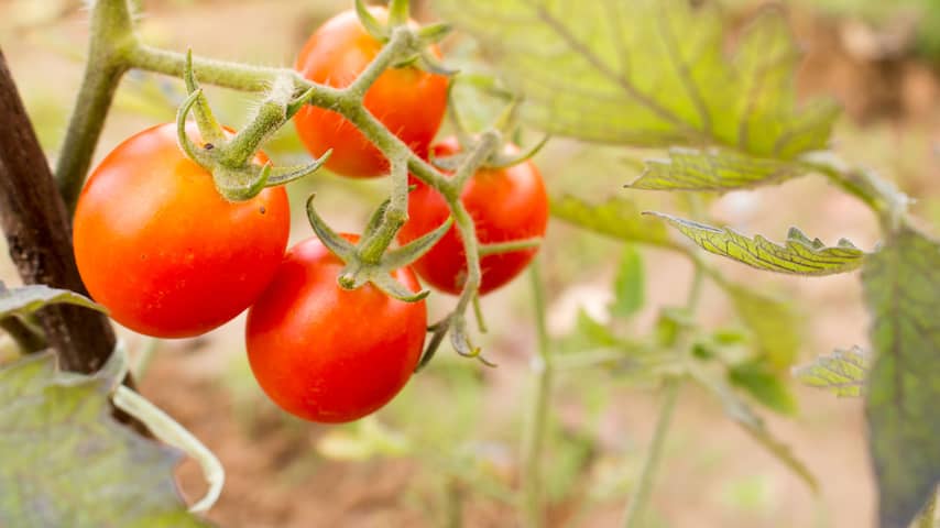 Tomaat tomaten groente moestuin