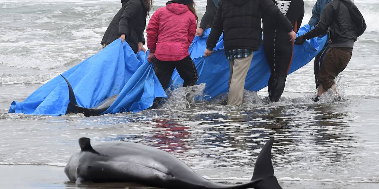 Dolfijnen spoelen aan op strand Tokio