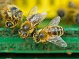 Natuurclubs stappen naar rechter om 'bijengif'