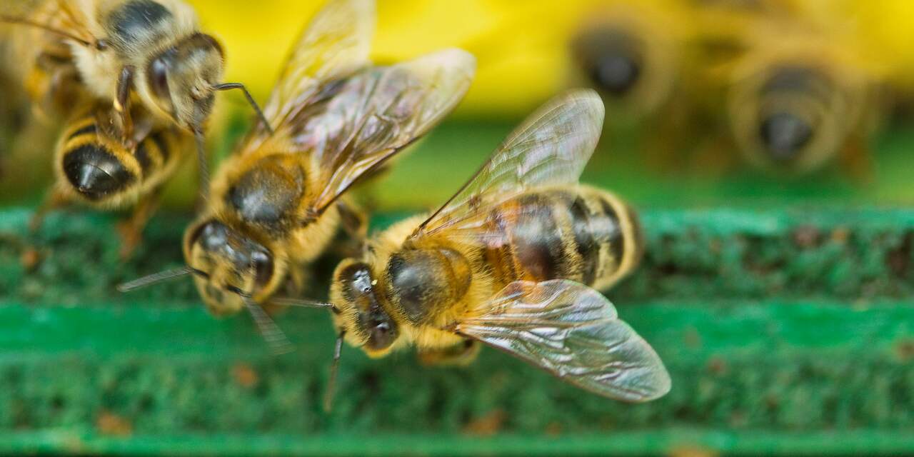 Dijksma wil 'bijengif' mogelijk verbieden