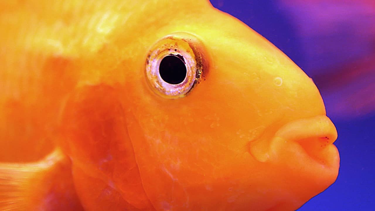 Beeld uit video: Heeft een goudvis een geheugen van drie seconden?