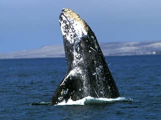 grijze walvis