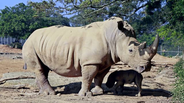 kenia plaatst laatste noordelijke witte neushoorn onder bewaking