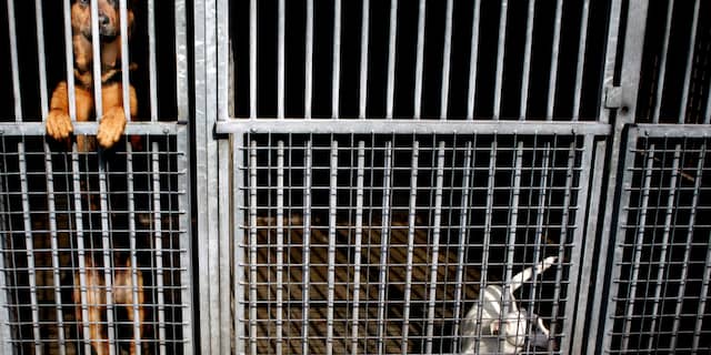 Amsterdams asiel krijgt dagelijks ‘coronahuisdieren’ terug