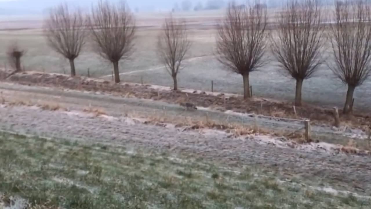 Beeld uit video: Wolf loopt langs weiland in Gelderland