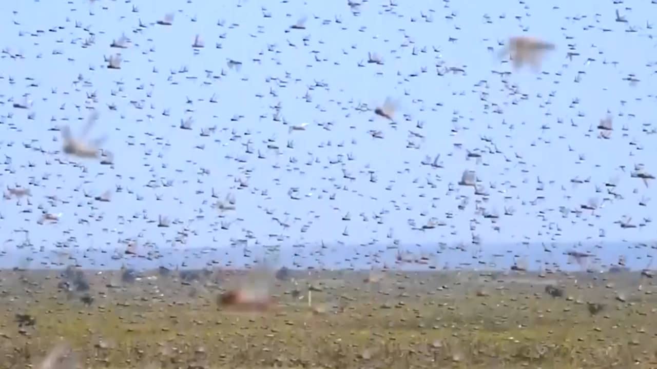 Ergste sprinkhanenplaag in decennia teistert deel Afrika