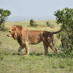 Oudste wilde leeuw van Afrika gedood nadat hij Keniaans dorp binnen wandelde