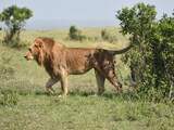 Oudste wilde leeuw van Afrika gedood nadat hij Keniaans dorp binnen wandelde
