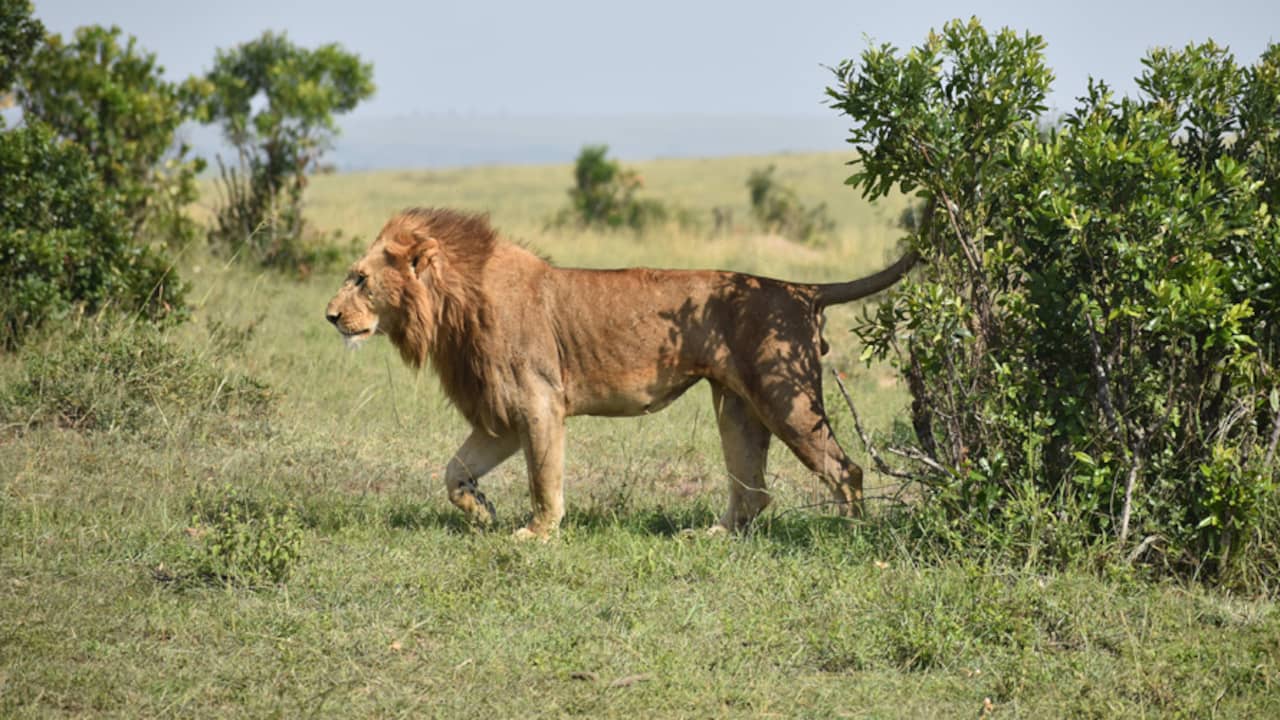 Singa liar tertua di Afrika dibunuh setelah memasuki desa Kenya |  binatang
