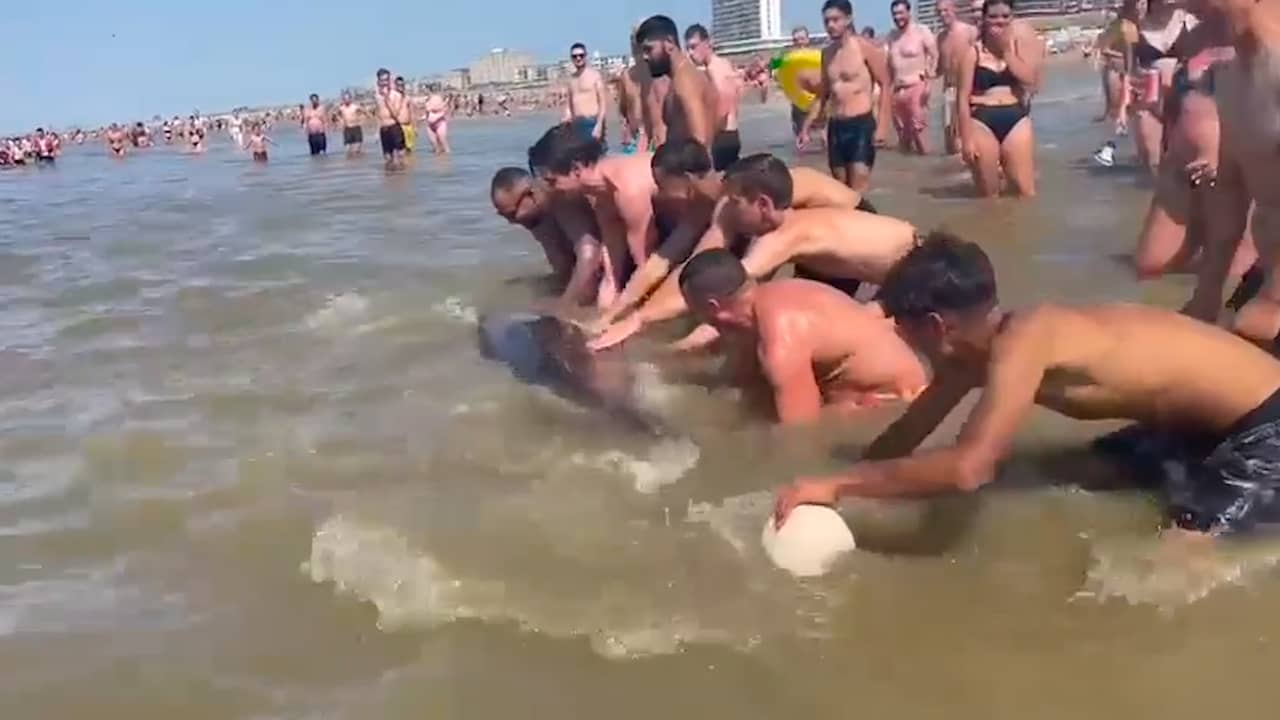 Vrouw klimt op rug van dolfijn bij Zandvoort Dier had dood kunnen gaan Dieren NU.nl