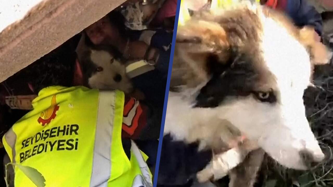 Beeld uit video: Reddingswerkers halen hond na 23 dagen onder puin vandaan in Turkije