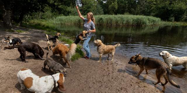 Omgekeerde wereld: de hond gaat op vakantie en het baasje blijft thuis