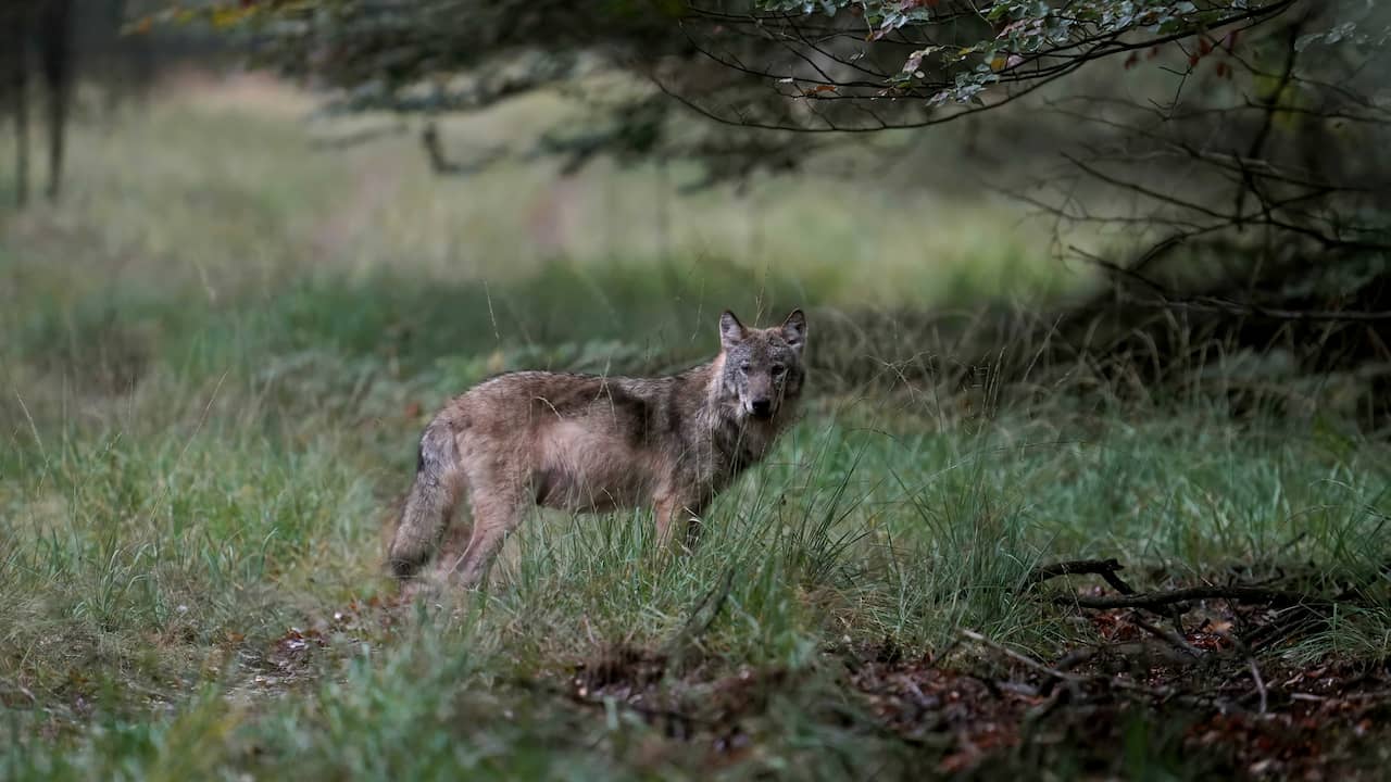 Young wolf killed in Belgian Hechtel, near the Dutch border |  Animals