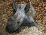 Goed nieuws: Witte neushoorn geboren | Gijzelaar in Mali na vier jaar vrij