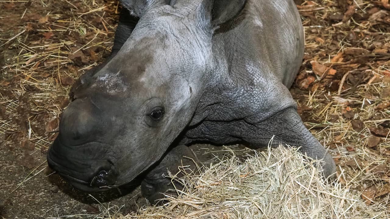 Good news: White rhinoceros born |  Hostage in Mali released after four years |  NOW