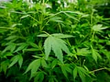 Duitse Bondsdag maakt cannabis op recept legaal