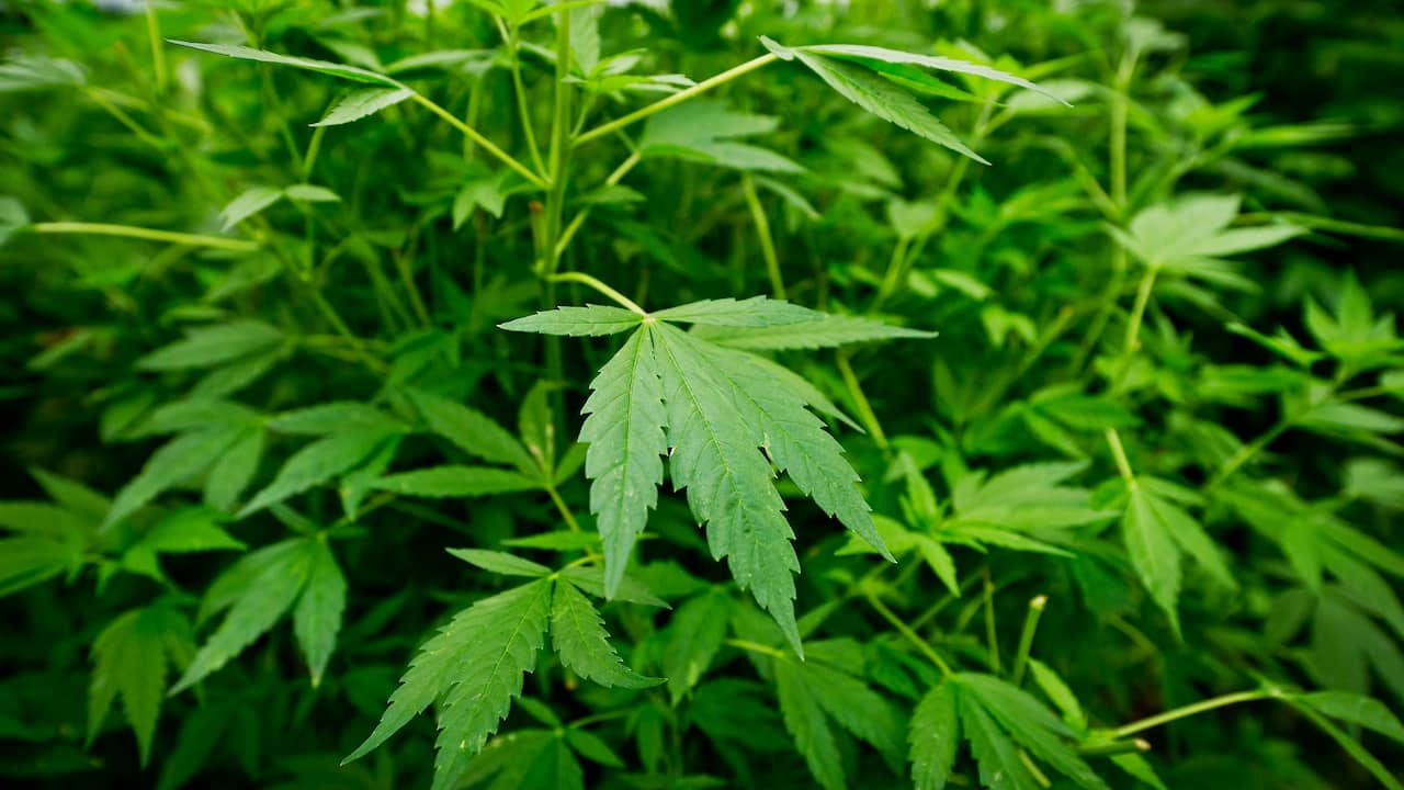 Wietplantage ontdekt in Rustenburg