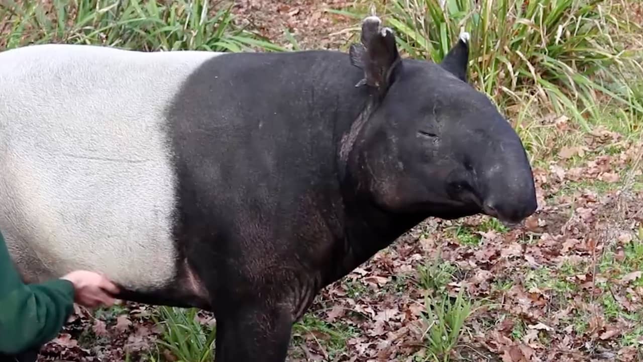 Beeld uit video: Tapir in Britse dierentuin viert 39e verjaardag