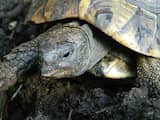 Ruim 100 verwaarloosde schildpadden in beslag genomen