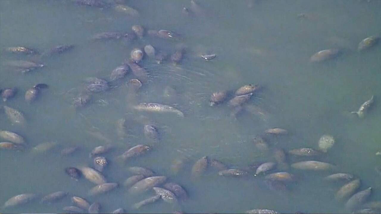 Zeekoeien in VS houden zich warm in afvoerwater energiecentrale