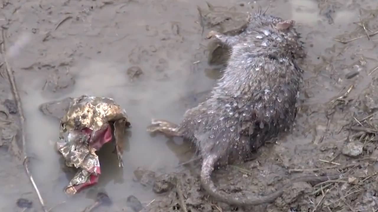 Beeld uit video: Italiaans dorp Gattolino overspoeld door 'gestoorde ratten'