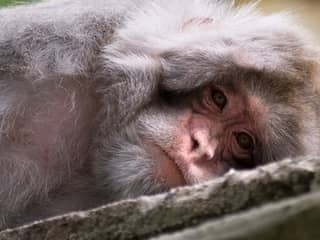 In proefdiercentrum in Rijswijk kwamen 137 apen om