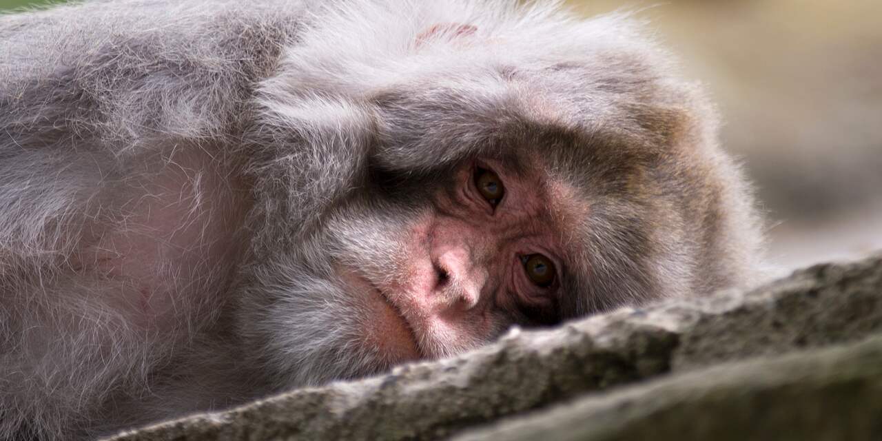 Vorig jaar meer als proefdier gebruikte apen dood dan in 2016