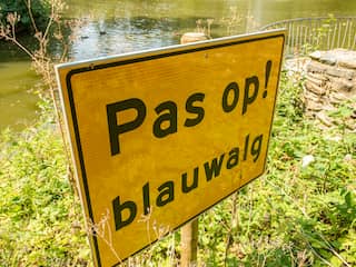 Gemeente waarschuwt voor blauwalg in haven van Oudenbosch