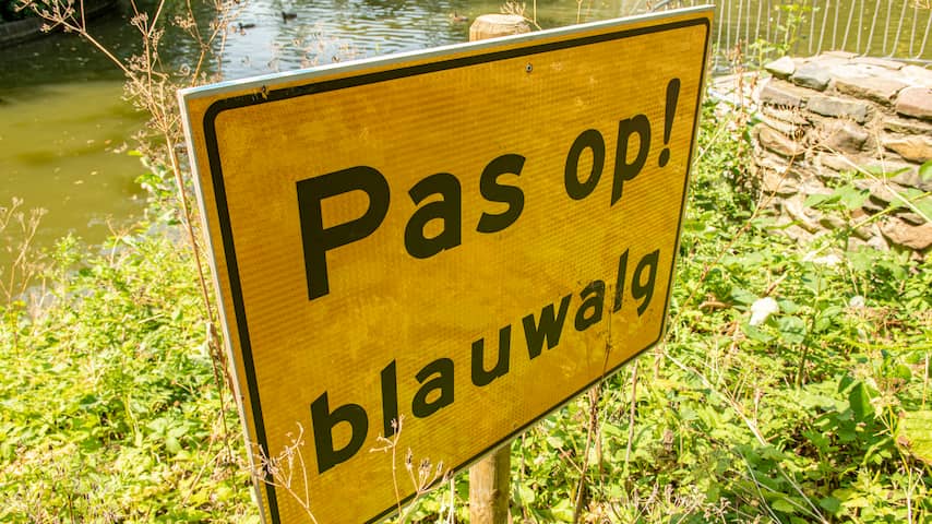 Gemeente waarschuwt voor blauwalg in haven van Oudenbosch