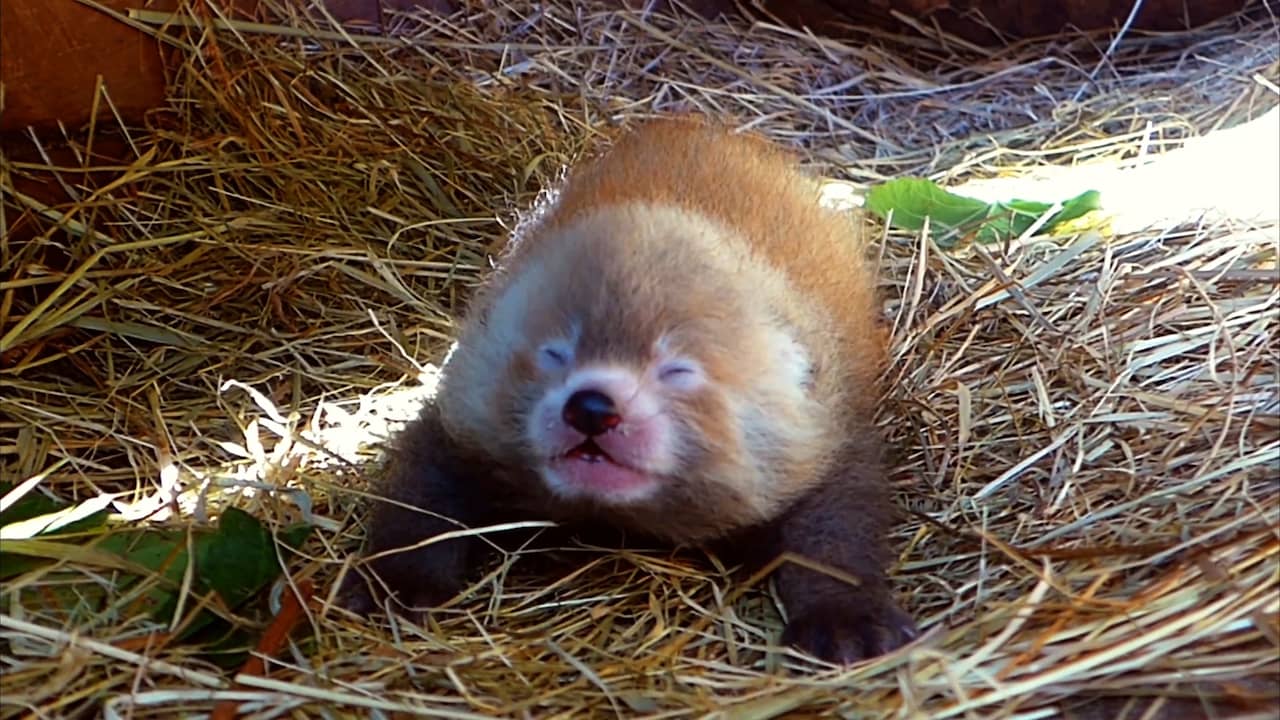Beeld uit video: Zeldzame rode panda geboren in Safaripark Beekse Bergen