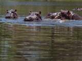 Colombia is miljarden peso's kwijt aan verplaatsen Pablo Escobars nijlpaarden