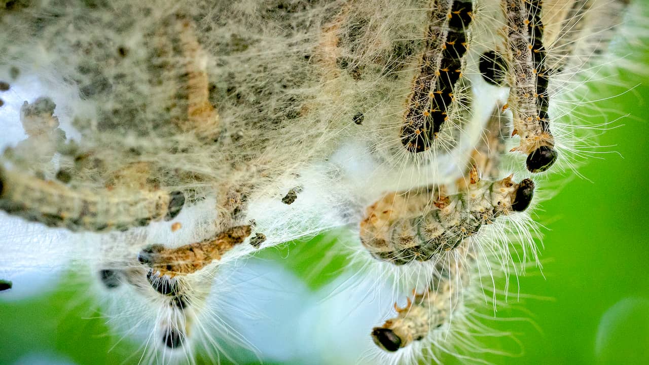 The first oak processionary caterpillars have already hatched due to the warm month |  animals