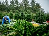Bij een kerstbomenkwekerij in Bunnik staan honderden bomen klaar om gezaagd te worden. Vanwege de coronacrisis worden kerstbomen dit jaar vroeger dan normaal in huis gehaald.